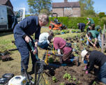Planting flowers with Transition Crich