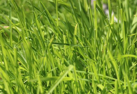 Grass
