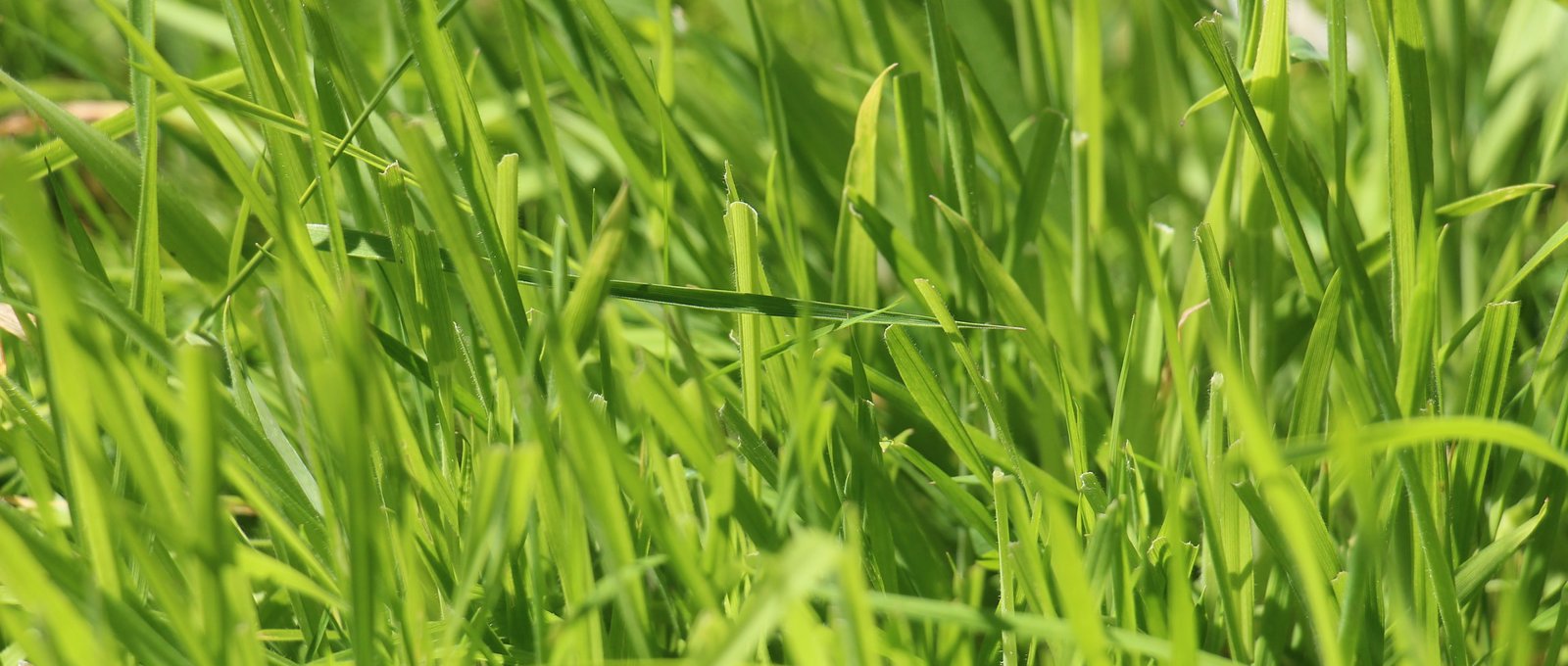 Grass
