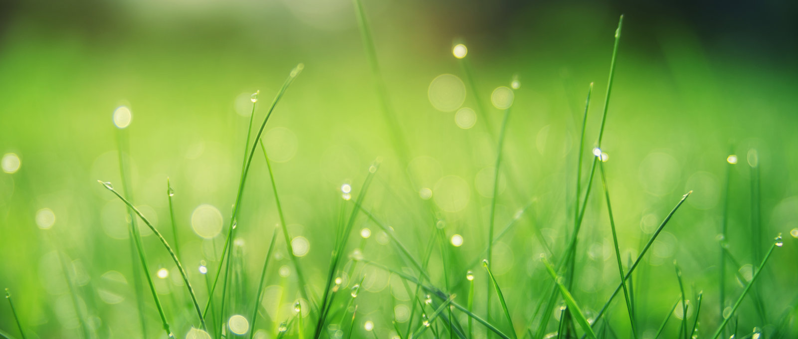 Soft focus shot of dew on blades of grass