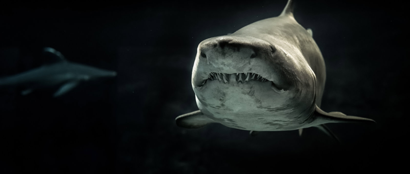 A shark swimming towards the camera in dark water