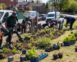 Planting flowers with Transition Crich