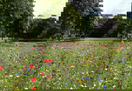 A wildflower meadow