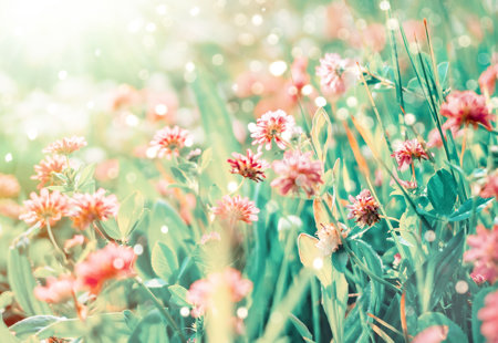 Wildflowers Clover Rays Sunlight