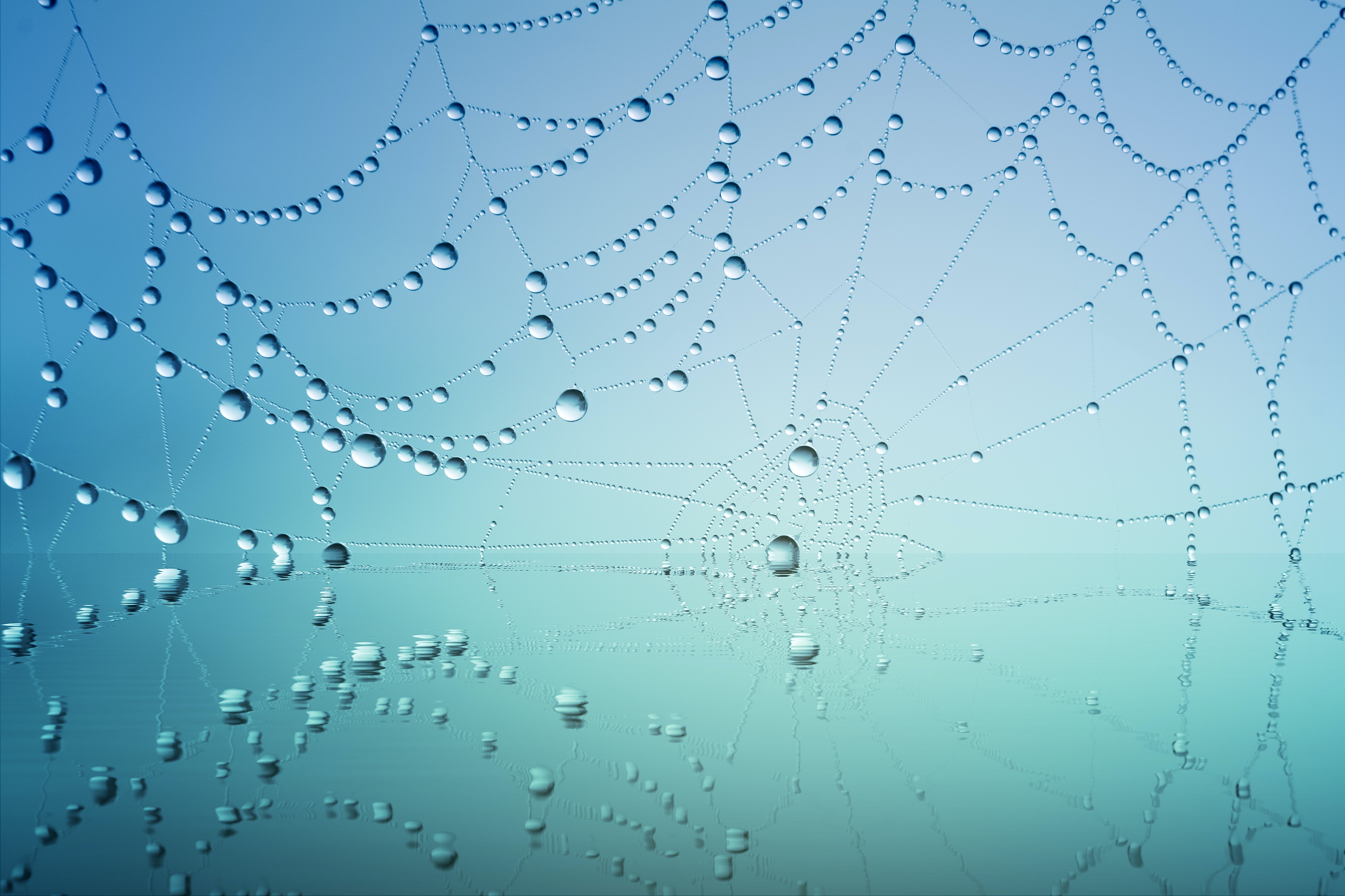 Photo of a cobweb with drops of dew on it