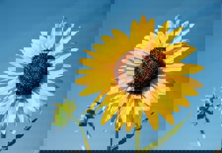 Close-up photo of the top of a sunflower with a blue sky background