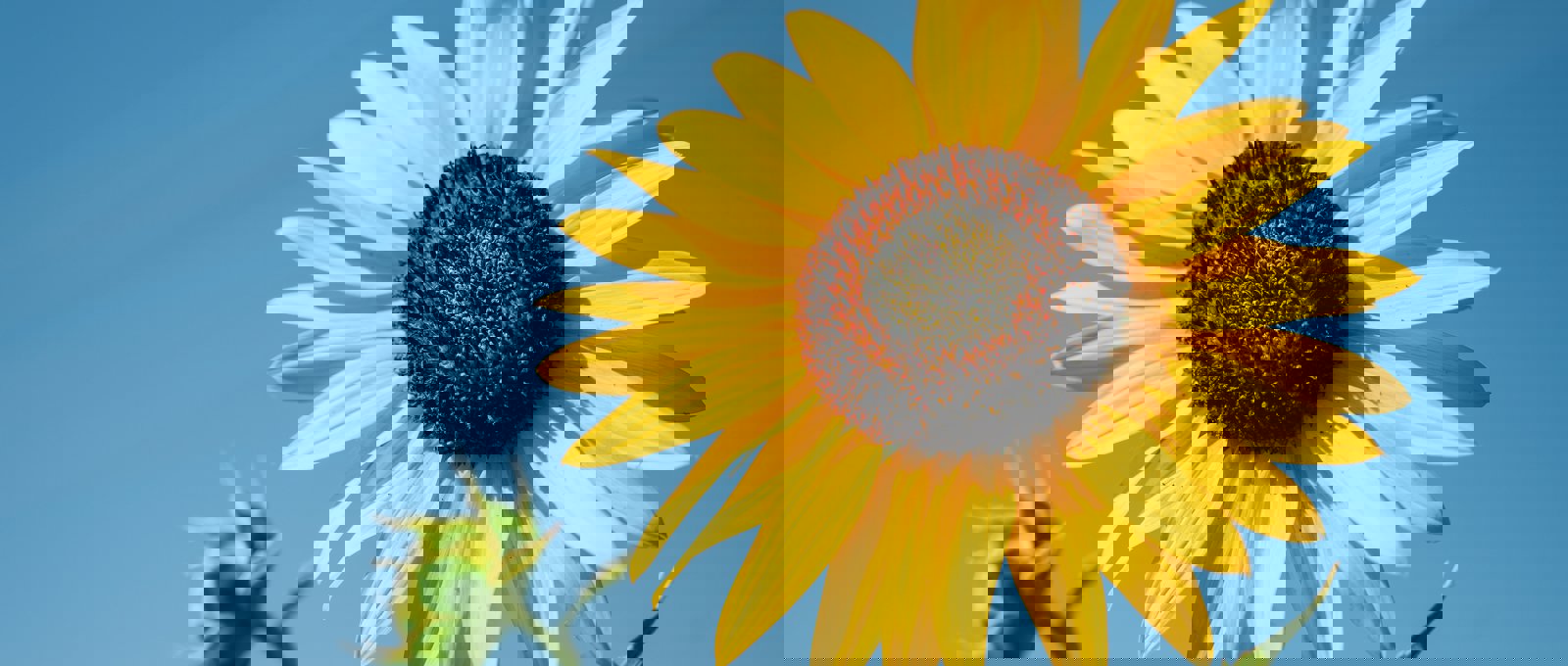 Close-up photo of the top of a sunflower with a blue sky background