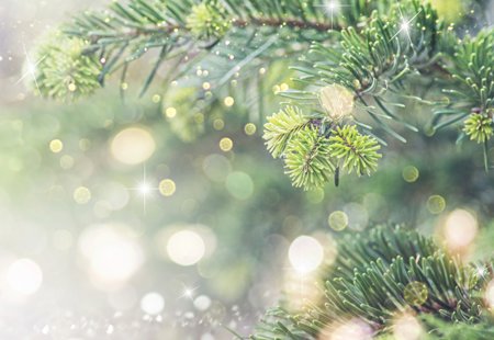 Blurred Background With Christmas Tree