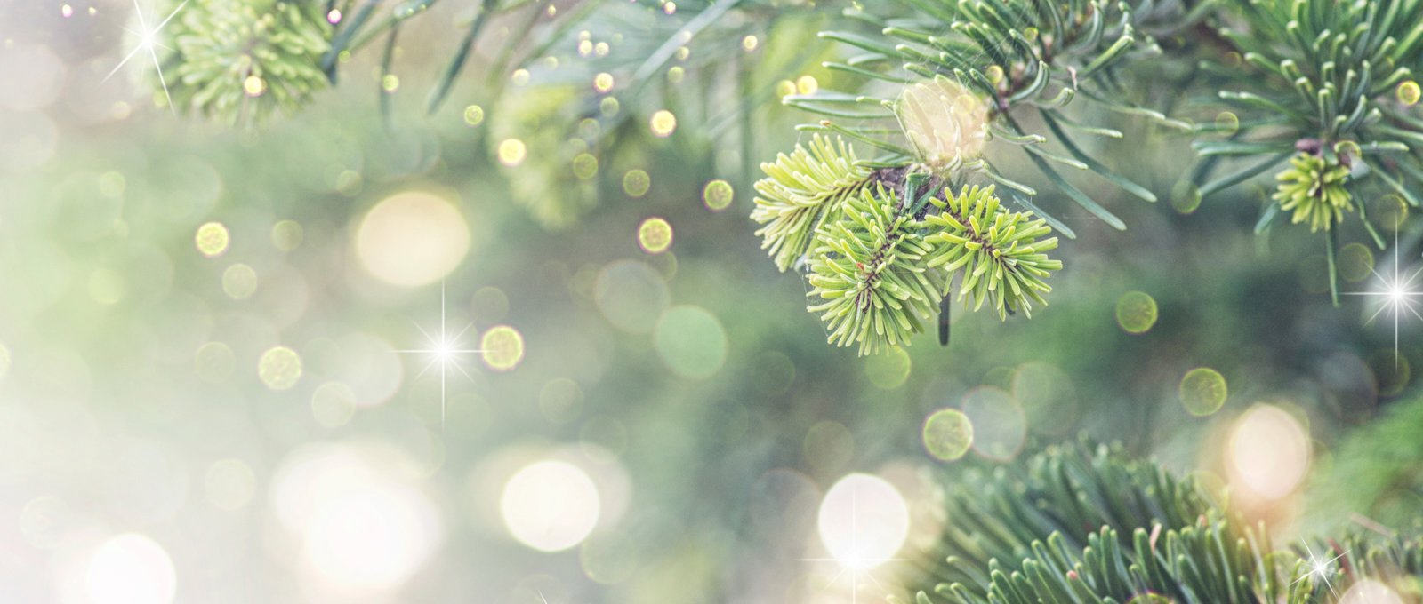 Blurred Background With Christmas Tree