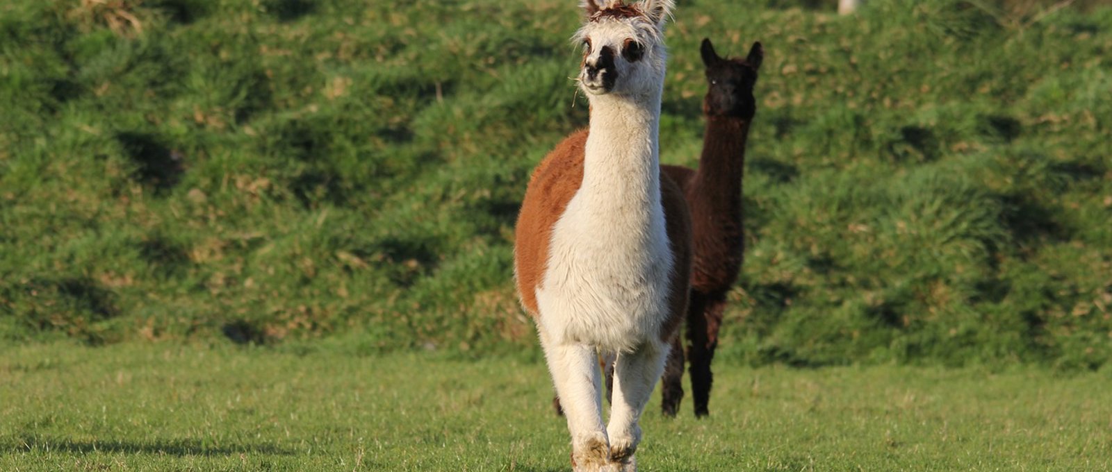Two alpacas in a field, surrounded by bushes and grass