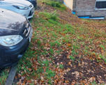 Leafy grass area next to car park
