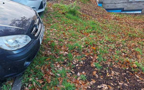 Leafy grass area next to car park