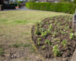 Grass verge with planted flowers