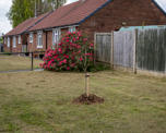 Planted tree in Ripley