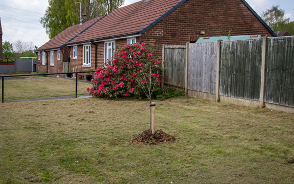 Planted tree in Ripley