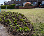 Grass verge with planted flowers