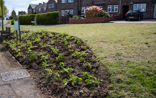 Grass verge with planted flowers