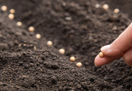 Seeds, Garden, Soil