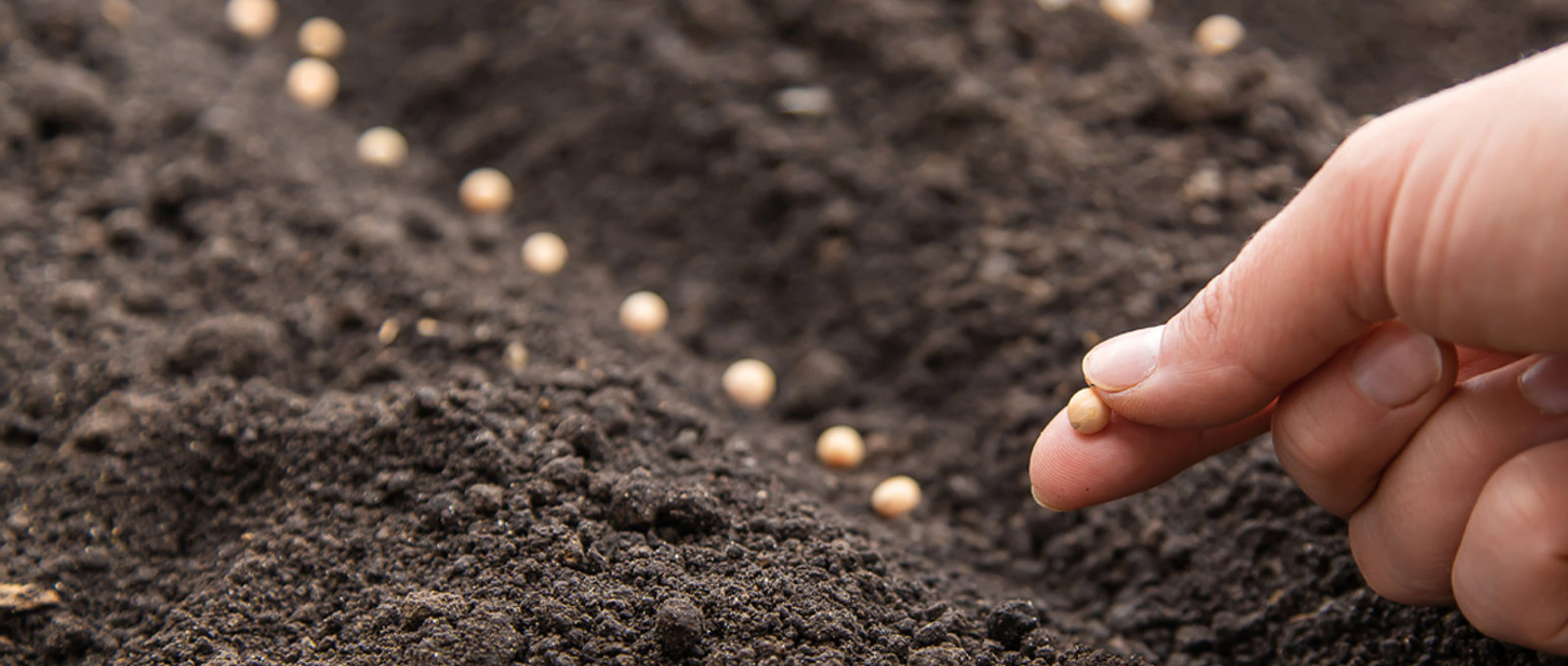 Seeds, Garden, Soil