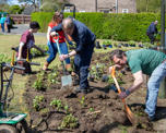 Planting flowers with Transition Crich