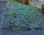 Frosty grass verge (1)
