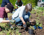 Planting flowers with Transition Crich