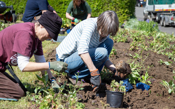 Planting flowers with Transition Crich