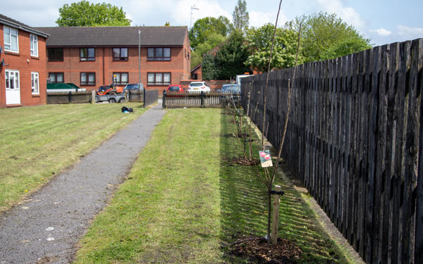 Planting trees with the Ripley Wildflowerers
