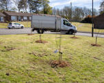 Six new trees planted in grass
