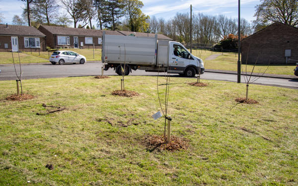 Six new trees planted in grass